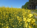 Yellow flowers rapeseed field spring landscape blue sky solar background Royalty Free Stock Photo