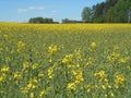 Yellow flowers rapeseed field spring landscape blue sky solar background Royalty Free Stock Photo