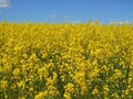Yellow flowers rapeseed field spring landscape blue sky solar texture background Royalty Free Stock Photo