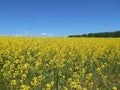 Yellow flowers rapeseed field spring landscape blue sky solar texture background Royalty Free Stock Photo