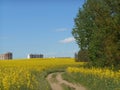 Yellow flowers rapeseed field spring landscape and road blue sky solar background Royalty Free Stock Photo