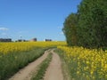 Yellow flowers rapeseed field spring landscape and road blue sky solar background Royalty Free Stock Photo