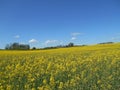 Yellow flowers rapeseed field spring rural landscape blue sky solar texture background Royalty Free Stock Photo