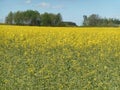 Yellow flowers rapeseed field spring rural landscape blue sky solar texture background Royalty Free Stock Photo