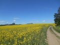 Yellow flowers rapeseed field spring rural landscape and road blue sky solar background Royalty Free Stock Photo