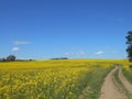 Yellow flowers rapeseed field spring rural landscape and road blue sky solar background Royalty Free Stock Photo