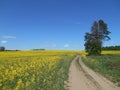Yellow flowers rapeseed field spring rural landscape and road blue sky solar background Royalty Free Stock Photo