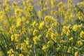 Yellow flowers of rapeseed weed along the side of dikes in the Netherlands.