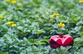 Yellow flowers in red heart shape on green nature background Royalty Free Stock Photo