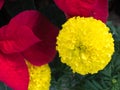 Yellow Flowers with Red leaves Royalty Free Stock Photo