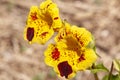 Yellow flowers with red markings of a mimulus guttatus or monkey flower Royalty Free Stock Photo