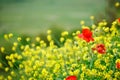 Yellow flowers and red poppies in the field. Royalty Free Stock Photo