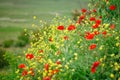 Yellow flowers and red poppies in the field. Royalty Free Stock Photo