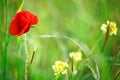 Yellow flowers and red poppies in the field. Royalty Free Stock Photo