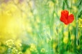 Yellow flowers and red poppies in the field. Royalty Free Stock Photo