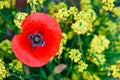 Yellow flowers and red poppies in the field. Royalty Free Stock Photo