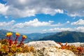 Yellow flowers with red stem and the austrian alps in the back `Zillertal` valley, blue sky with white clouds Royalty Free Stock Photo