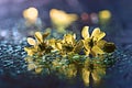 Yellow flowers reflected spray water