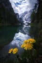 Yellow Flowers with reflections in the water at Lake Braies in the Dolomites, near Cortina D`Ampezzo Royalty Free Stock Photo