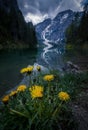 Yellow Flowers with reflections in the water at Lake Braies in the Dolomites, near Cortina D`Ampezzo Royalty Free Stock Photo