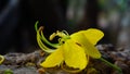 Yellow flowers resting on the ground