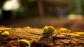 Yellow flowers resting on the ground