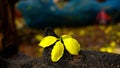 Yellow flowers resting on the ground