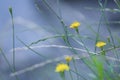 Yellow flowers on riverside Royalty Free Stock Photo