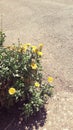 Yellow flowers on the road