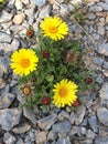 Yellow flowers on a rock floor