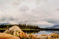 Yellow flowers between rocks, a lake with reflection of green fir trees and snow-capped mountains Royalty Free Stock Photo