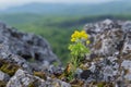 Yellow Flowers On The Rocks