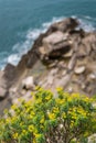 Yellow flowers on the rocky sea coast Royalty Free Stock Photo