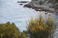 Yellow flowers on a rocky seashore Royalty Free Stock Photo