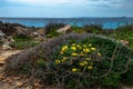 Yellow flowers on a rocky slope against the blue sea Royalty Free Stock Photo