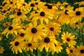 Yellow flowers Rudbeckia also know as Black Eyed Susan or Coneflower