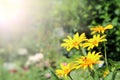 Yellow flowers of rudbeckia blossoming in garden. Bright summer day