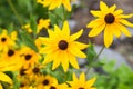 Yellow flowers of Rudbeckia. Flowers of Rudbeckia fulgida, the orange coneflower or perennial coneflower. Rudbeckia hirta Maya Royalty Free Stock Photo