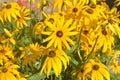 Yellow flowers of rudbeckia