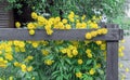 Yellow flowers rudbeckia laciniata or rudbeckia golden ball near a wooden fence Royalty Free Stock Photo