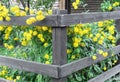 Yellow flowers rudbeckia laciniata or rudbeckia golden ball near a wooden fence Royalty Free Stock Photo