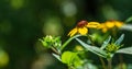 Yellow flowers Rudbeckia triloba or Brown-eyed Susan, three-lobed or thin-leaf coneflower in sunny garden on blurred dark backgrou Royalty Free Stock Photo