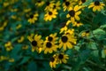 Yellow flowers Rudbeckia triloba or Brown-eyed Susan, three-lobed or thin-leaf coneflower in sunny garden on green background Royalty Free Stock Photo