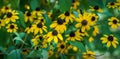 Yellow flowers Rudbeckia triloba or Brown-eyed Susan, three-lobed or thin-leaf coneflower in sunny garden on blurred green Royalty Free Stock Photo
