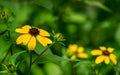 Yellow flowers Rudbeckia triloba or Brown-eyed Susan, three-lobed or thin-leaf coneflower in sunny garden on blurred green backgro Royalty Free Stock Photo