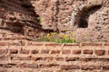 Yellow flowers on ruins of Roman thermae near the amphitheater of Alexandria