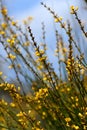 Yellow flowers and rush-like phyllodes of the Australian Native Broom, Viminaria juncea, family Fabaceae, growing in Sydney heath. Royalty Free Stock Photo