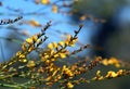 Yellow flowers and rush-like phyllodes of the Australian Native Broom, Viminaria juncea, family Fabaceae, growing in Sydney heath Royalty Free Stock Photo