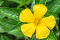 Yellow flowers, Sage rose, Turnera ulmifolia L.