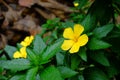 Yellow flowers of Sage rose West India holly, Yellow alder,Tur Royalty Free Stock Photo